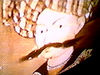 Shah_Abbas_at_Ali_Gapu.jpg